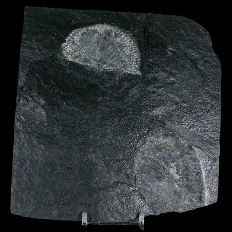 2.3" Fossil Paralenorthis Sp Brachiopod In Matrix Valongo Formation Arouca Portugal - Fossil Age Minerals