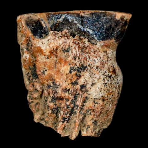 0.6" Triceratops Fossil Tooth Hell Creek FM Cretaceous Dinosaur Montana COA Stand - Fossil Age Minerals