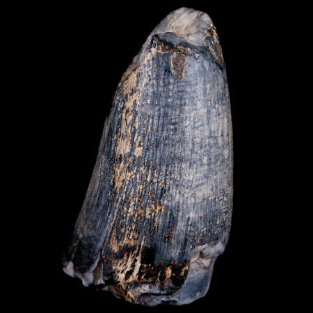 2.1" Sarcosuchus Imperator Crocodile Fossil Tooth Elrhaz FM Cretaceous Niger COA