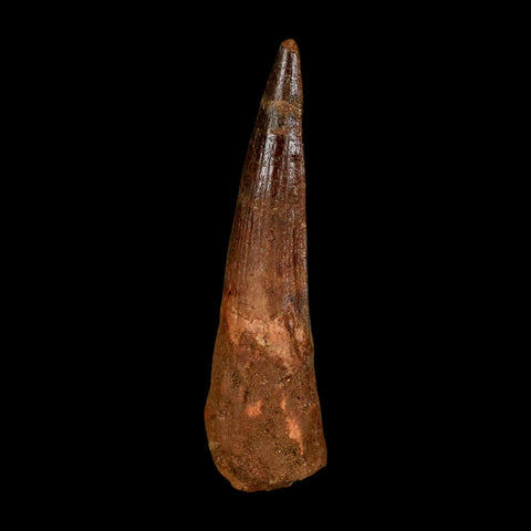 XL 3.9" Spinosaurus Fossil Tooth 100 Million Years Old Cretaceous Dinosaur COA