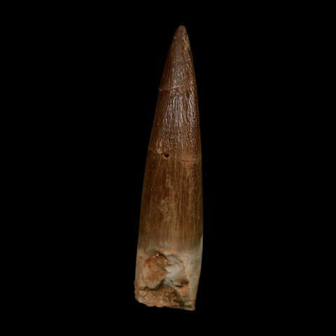 XL 2.1" Plesiosaur Zarafasaura Tooth Fossil Cretaceous Dinosaur Era COA, Stand - Fossil Age Minerals