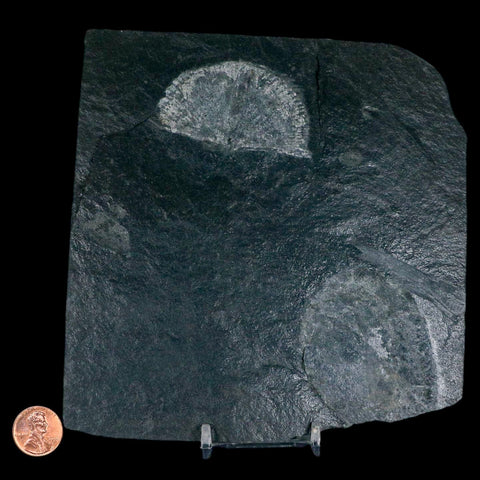 2.3" Fossil Paralenorthis Sp Brachiopod In Matrix Valongo Formation Arouca Portugal - Fossil Age Minerals