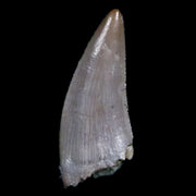 0.5" Postosuchus Rauisuchid Archosaur Fossil Tooth Chinle Formation AZ COA Display