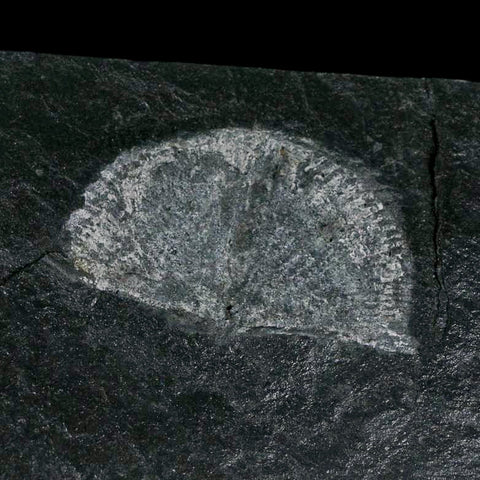 2.3" Fossil Paralenorthis Sp Brachiopod In Matrix Valongo Formation Arouca Portugal - Fossil Age Minerals