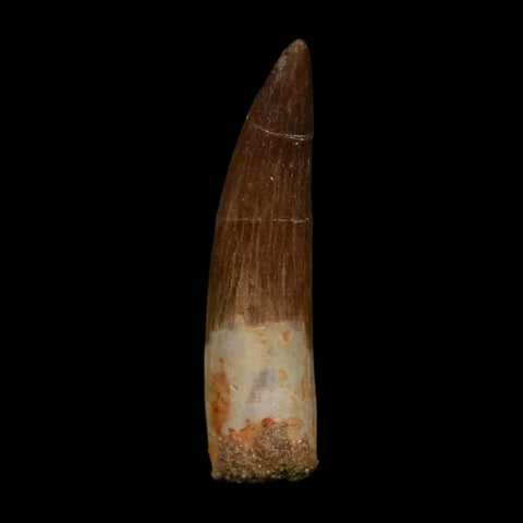 XL 2.1" Plesiosaur Zarafasaura Tooth Fossil Cretaceous Dinosaur Era COA, Stand - Fossil Age Minerals