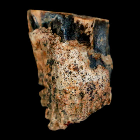 0.6" Triceratops Fossil Tooth Hell Creek FM Cretaceous Dinosaur Montana COA Stand - Fossil Age Minerals