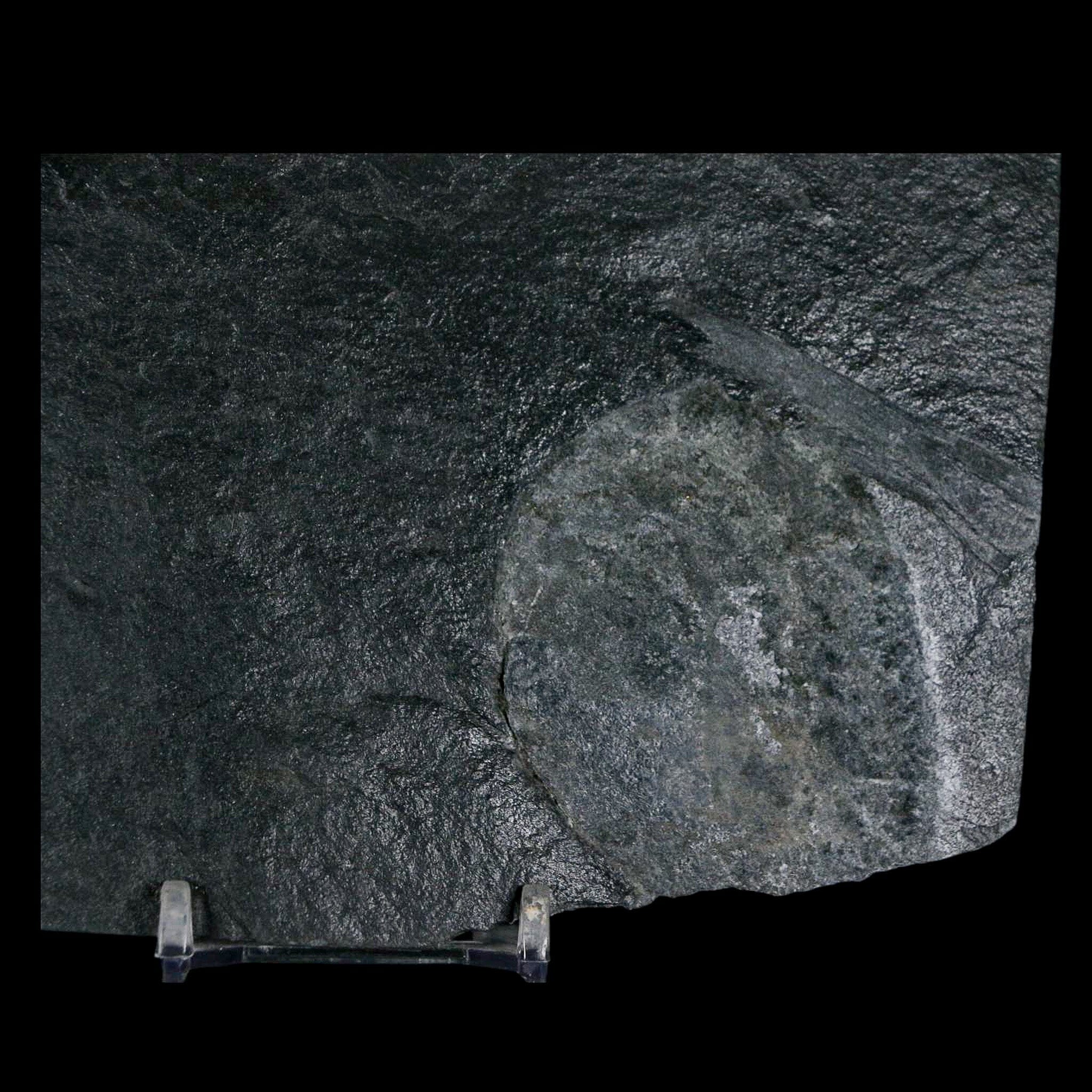 2.3" Fossil Paralenorthis Sp Brachiopod In Matrix Valongo Formation Arouca Portugal - Fossil Age Minerals