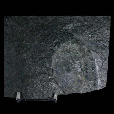 2.3" Fossil Paralenorthis Sp Brachiopod In Matrix Valongo Formation Arouca Portugal - Fossil Age Minerals