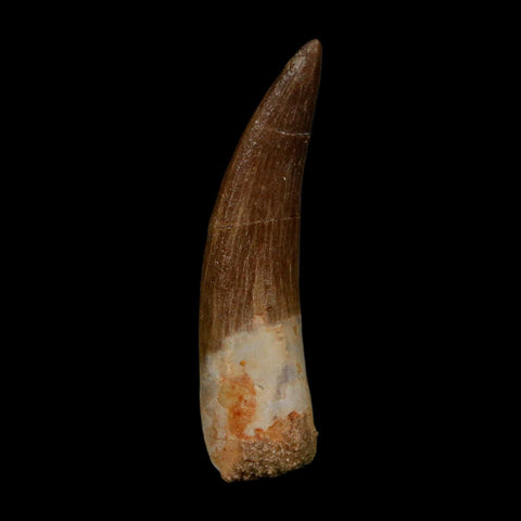 XL 2.1" Plesiosaur Zarafasaura Tooth Fossil Cretaceous Dinosaur Era COA, Stand - Fossil Age Minerals
