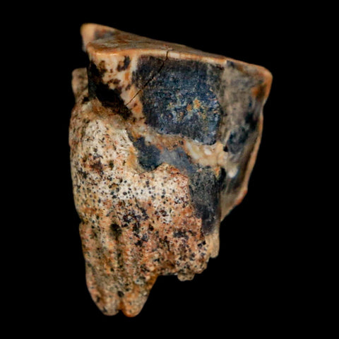 0.6" Triceratops Fossil Tooth Hell Creek FM Cretaceous Dinosaur Montana COA Stand - Fossil Age Minerals