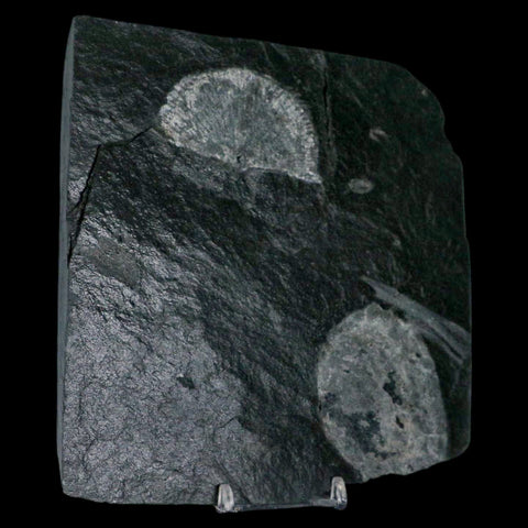2.3" Fossil Paralenorthis Sp Brachiopod In Matrix Valongo Formation Arouca Portugal - Fossil Age Minerals