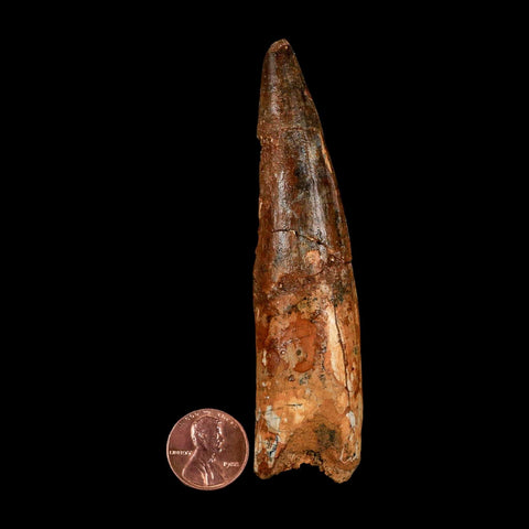 XL 3.9" Spinosaurus Fossil Tooth 100 Million Years Old Cretaceous Dinosaur COA