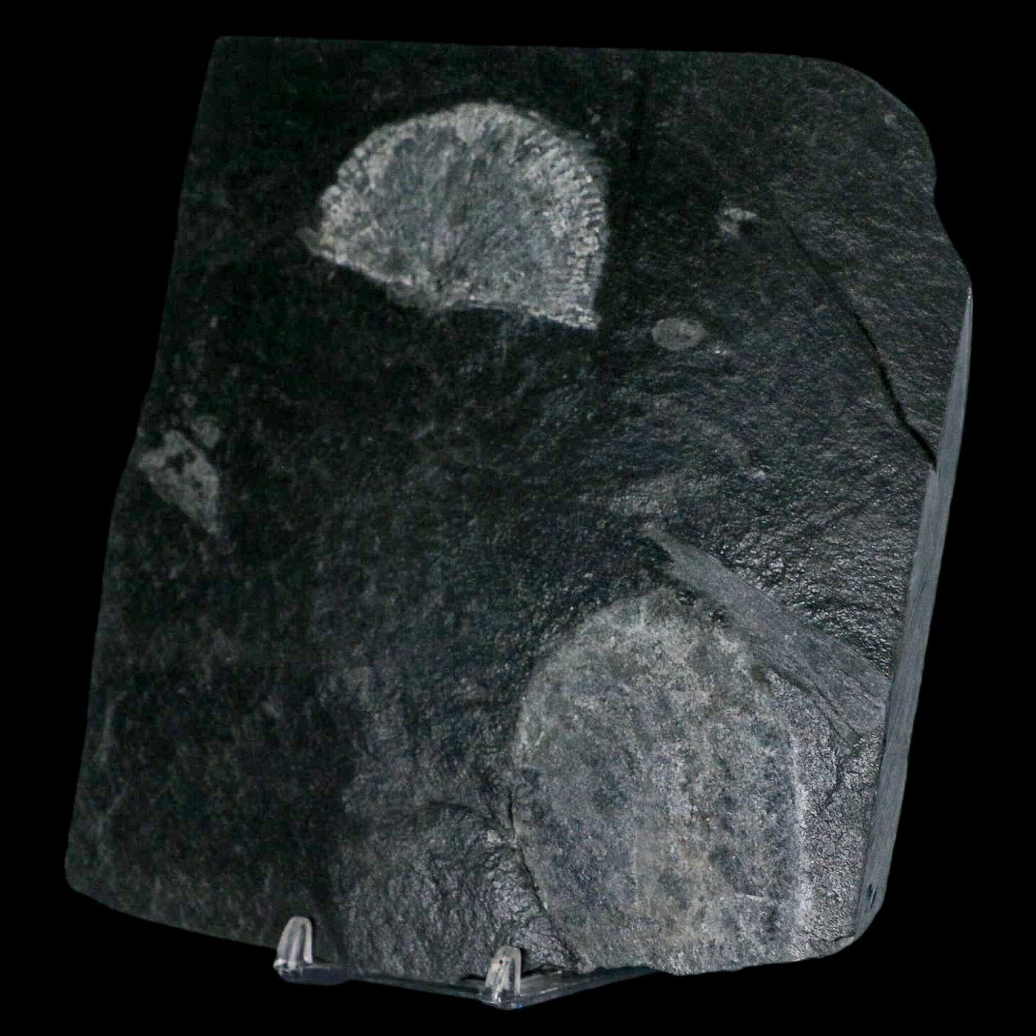 2.3" Fossil Paralenorthis Sp Brachiopod In Matrix Valongo Formation Arouca Portugal - Fossil Age Minerals