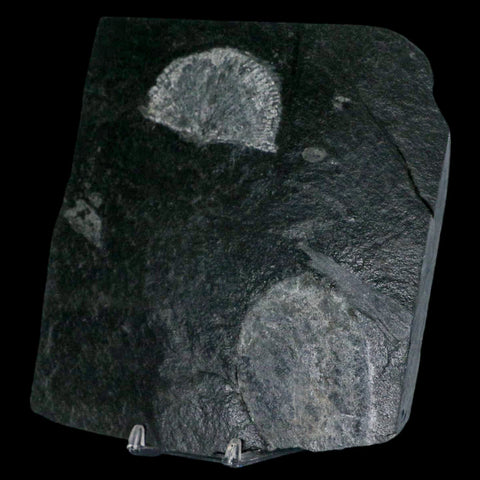 2.3" Fossil Paralenorthis Sp Brachiopod In Matrix Valongo Formation Arouca Portugal - Fossil Age Minerals