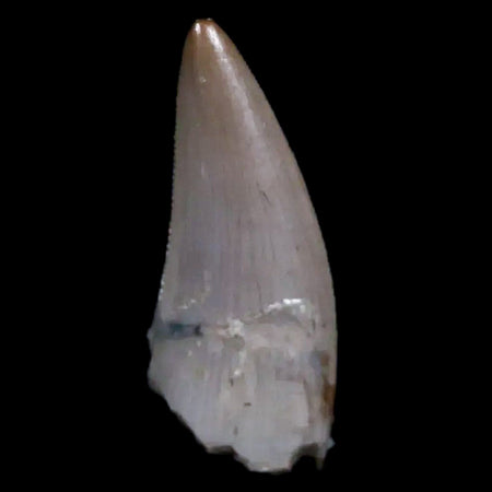 0.5" Postosuchus Rauisuchid Archosaur Fossil Tooth Chinle Formation AZ COA Display