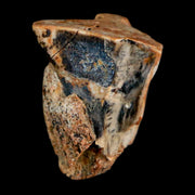 0.6" Triceratops Fossil Tooth Hell Creek FM Cretaceous Dinosaur Montana COA Stand