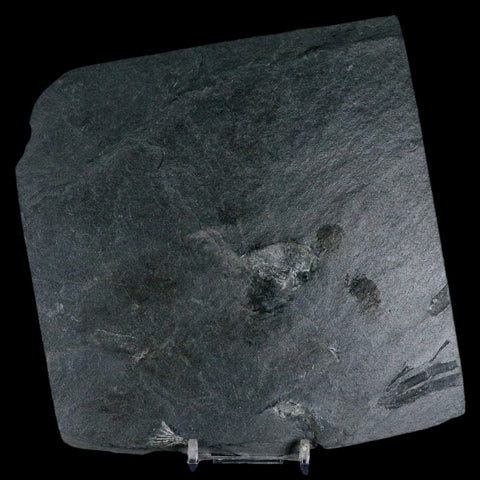 2.3" Fossil Paralenorthis Sp Brachiopod In Matrix Valongo Formation Arouca Portugal - Fossil Age Minerals