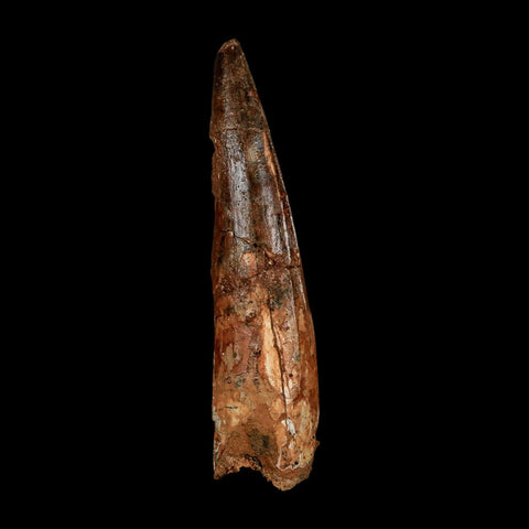 XL 3.9" Spinosaurus Fossil Tooth 100 Million Years Old Cretaceous Dinosaur COA