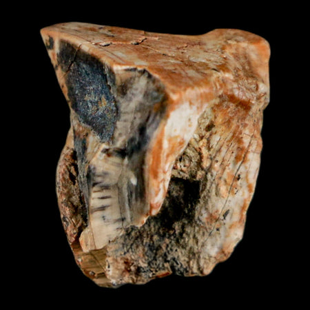 0.6" Triceratops Fossil Tooth Hell Creek FM Cretaceous Dinosaur Montana COA Stand