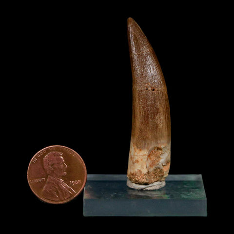 XL 2.1" Plesiosaur Zarafasaura Tooth Fossil Cretaceous Dinosaur Era COA, Stand - Fossil Age Minerals