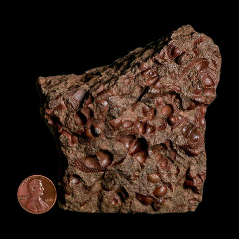 3.4" Trilobite Mortality Plate Fossil Devonian Age 400 Million Years Old COA - Fossil Age Minerals