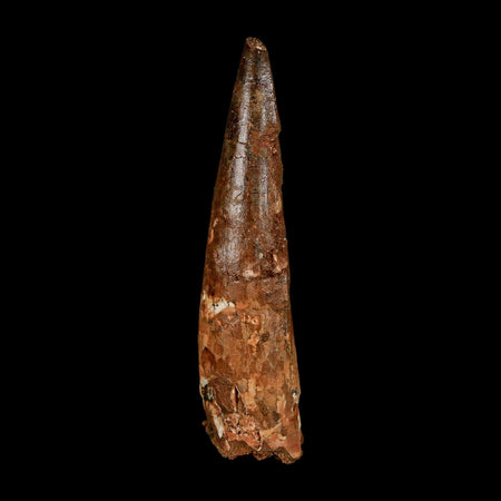XL 3.9" Spinosaurus Fossil Tooth 100 Million Years Old Cretaceous Dinosaur COA