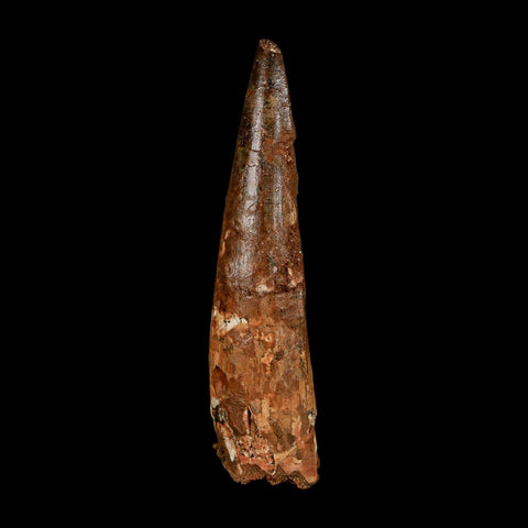 XL 3.9" Spinosaurus Fossil Tooth 100 Million Years Old Cretaceous Dinosaur COA