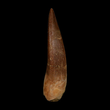 XL 2.4" Plesiosaur Zarafasaura Tooth Fossil Cretaceous Dinosaur Era COA, Stand