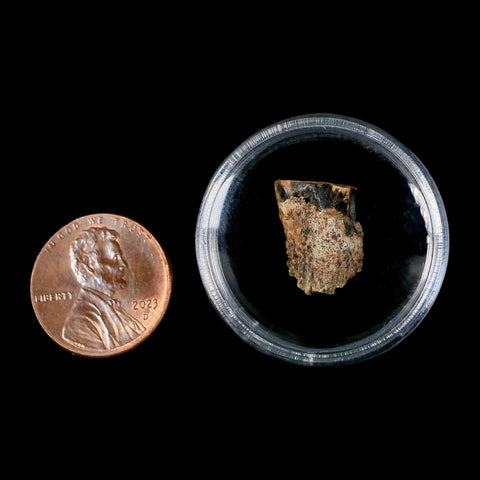 0.6" Triceratops Fossil Tooth Hell Creek FM Cretaceous Dinosaur Montana COA Stand - Fossil Age Minerals