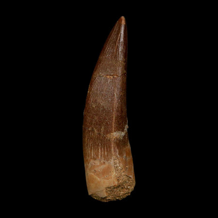 XL 2.4" Plesiosaur Zarafasaura Tooth Fossil Cretaceous Dinosaur Era COA, Stand