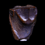 XL 0.7" Triceratops Fossil Tooth Hell Creek FM Cretaceous Dinosaur MT COA & Display