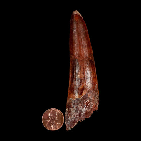 XL 3.8" Spinosaurus Fossil Tooth 100 Million Years Old Cretaceous Dinosaur COA