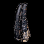 1.9" Sarcosuchus Imperator Crocodile Fossil Tooth Elrhaz FM Cretaceous Niger COA