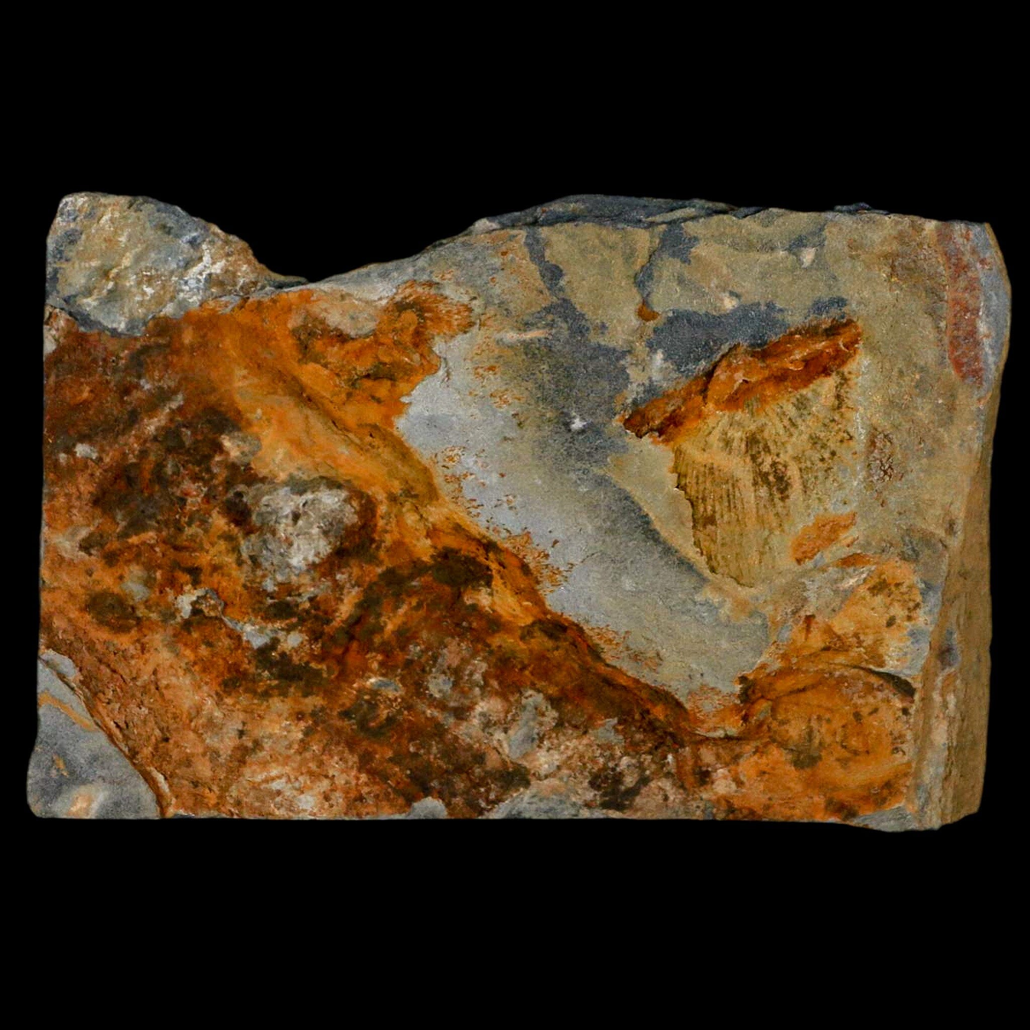 1.6" Fossil Paralenorthis Sp Brachiopod In Matrix Valongo Formation Arouca Portugal - Fossil Age Minerals