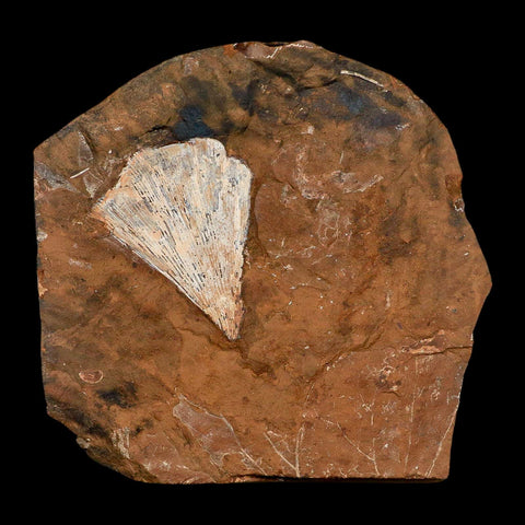 2.3" Detailed Ginkgo Cranei Fossil Plant Leaf Morton County, ND Paleocene Age COA - Fossil Age Minerals