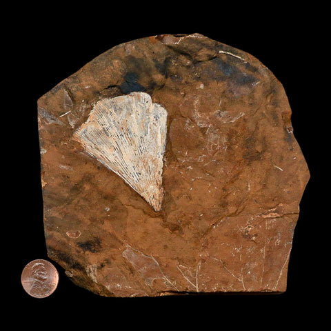 2.3" Detailed Ginkgo Cranei Fossil Plant Leaf Morton County, ND Paleocene Age COA - Fossil Age Minerals