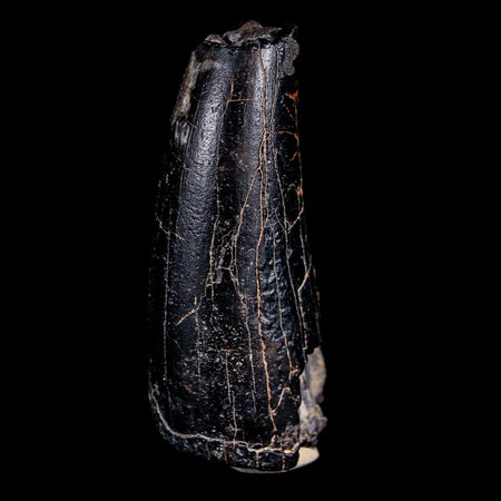 1.9" Sarcosuchus Imperator Crocodile Fossil Tooth Elrhaz FM Cretaceous Niger COA