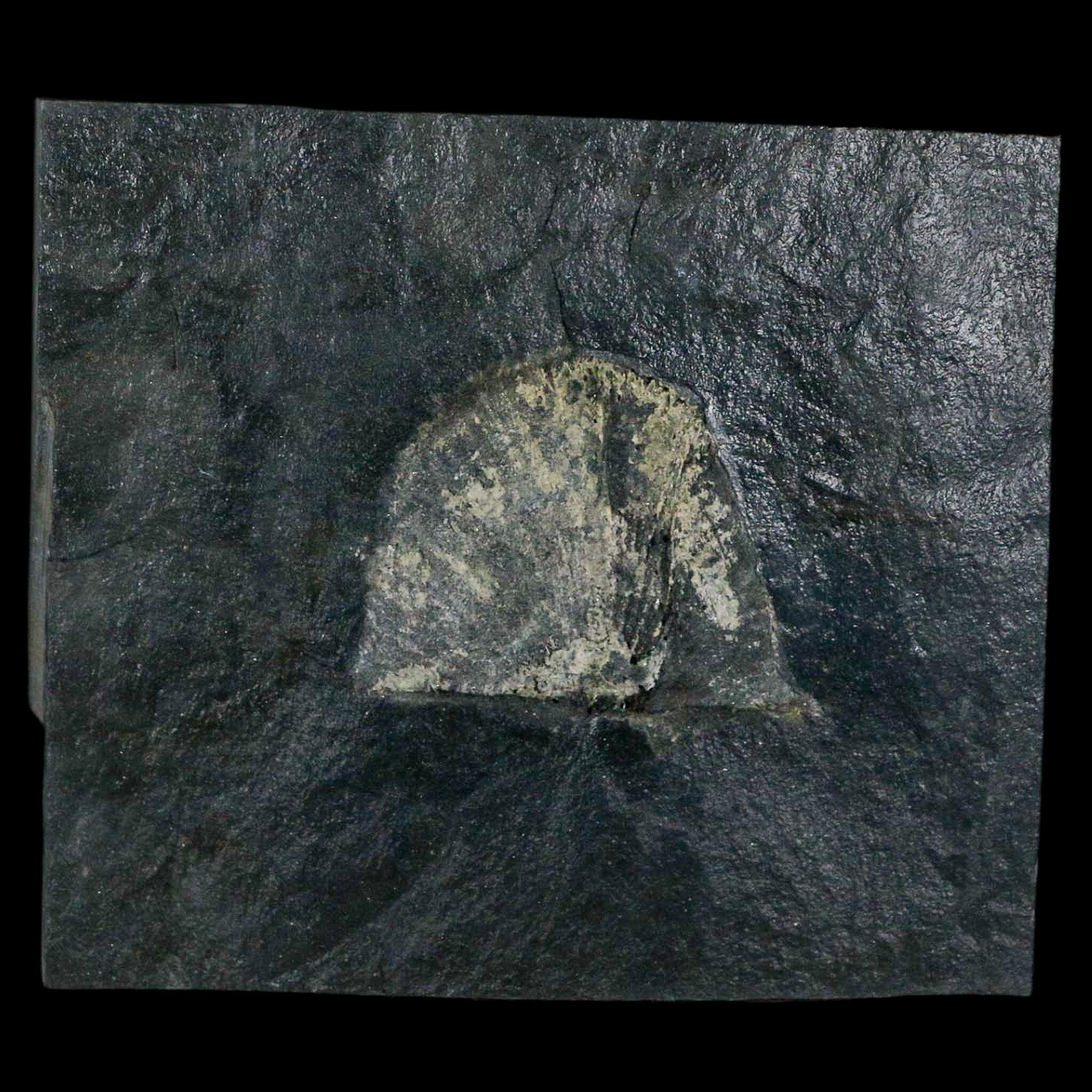 1.7" Fossil Paralenorthis Sp Brachiopod In Matrix Valongo Formation Arouca Portugal - Fossil Age Minerals