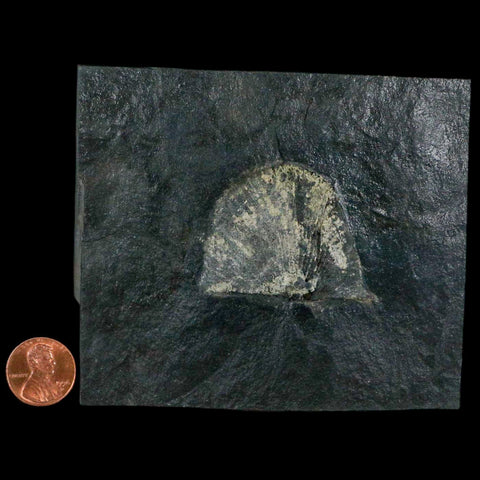 1.7" Fossil Paralenorthis Sp Brachiopod In Matrix Valongo Formation Arouca Portugal - Fossil Age Minerals