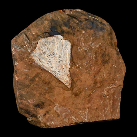 2.3" Detailed Ginkgo Cranei Fossil Plant Leaf Morton County, ND Paleocene Age COA - Fossil Age Minerals