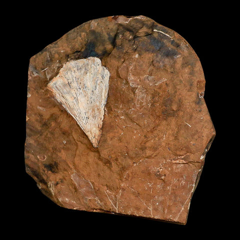 2.3" Detailed Ginkgo Cranei Fossil Plant Leaf Morton County, ND Paleocene Age COA - Fossil Age Minerals