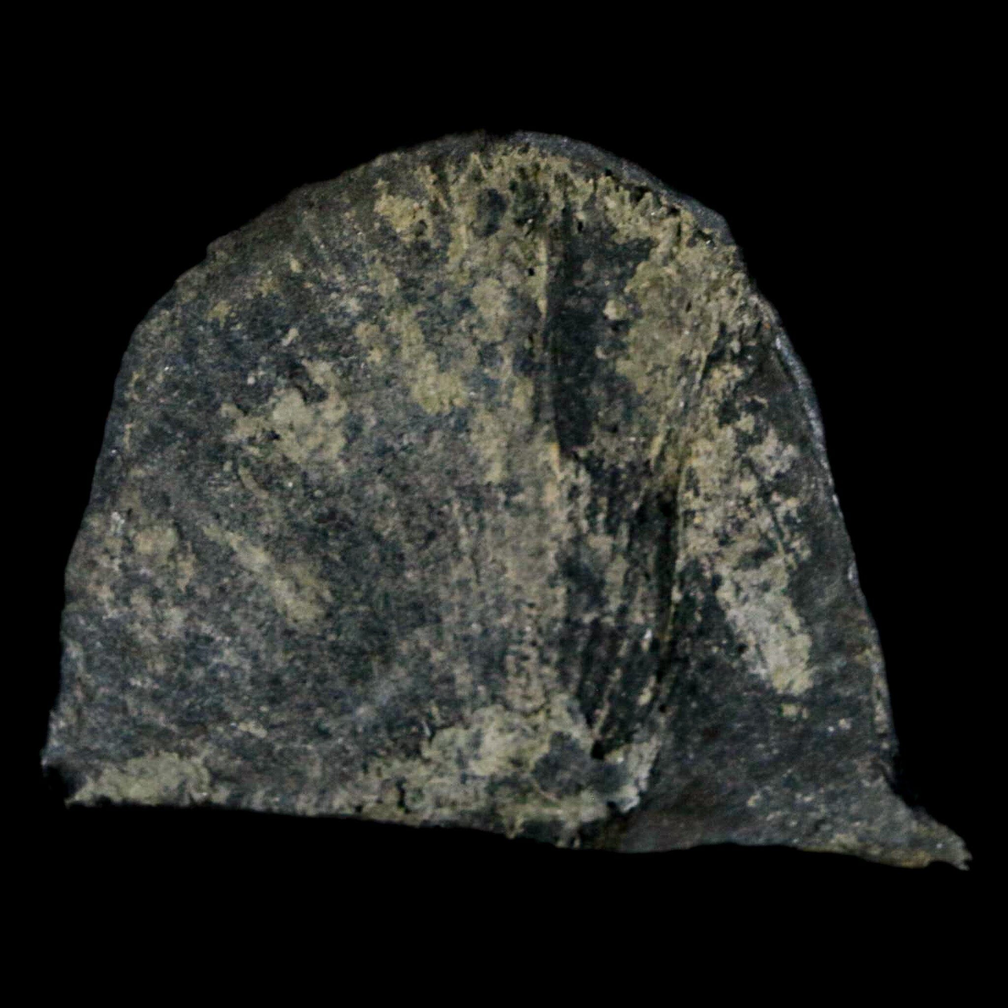 1.7" Fossil Paralenorthis Sp Brachiopod In Matrix Valongo Formation Arouca Portugal - Fossil Age Minerals