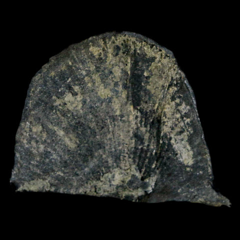 1.7" Fossil Paralenorthis Sp Brachiopod In Matrix Valongo Formation Arouca Portugal - Fossil Age Minerals