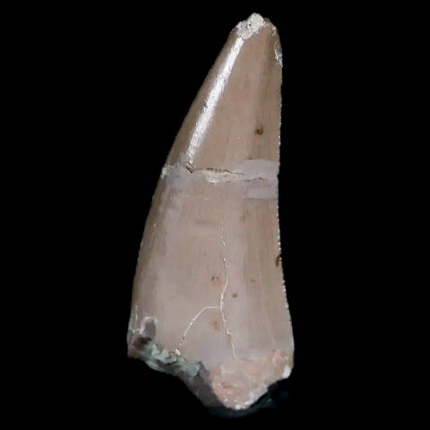 0.6" Postosuchus Rauisuchid Archosaur Fossil Tooth Chinle Formation AZ COA Display - Fossil Age Minerals