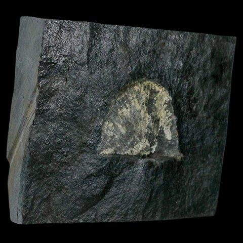 1.7" Fossil Paralenorthis Sp Brachiopod In Matrix Valongo Formation Arouca Portugal - Fossil Age Minerals