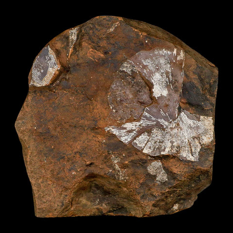 2.3" Detailed Ginkgo Cranei Fossil Plant Leaf Morton County, ND Paleocene Age COA - Fossil Age Minerals