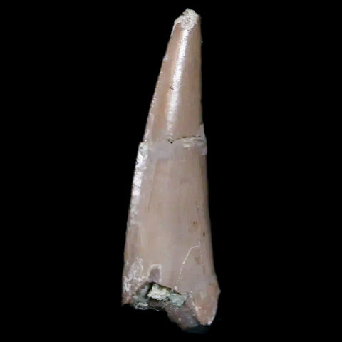 0.6" Postosuchus Rauisuchid Archosaur Fossil Tooth Chinle Formation AZ COA Display - Fossil Age Minerals