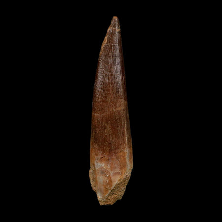 XLL 2.8" Plesiosaur Zarafasaura Tooth Fossil Cretaceous Dinosaur Era COA, Stand