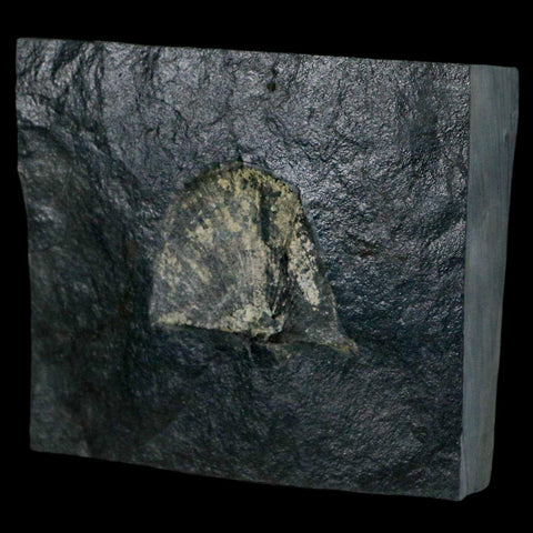 1.7" Fossil Paralenorthis Sp Brachiopod In Matrix Valongo Formation Arouca Portugal - Fossil Age Minerals