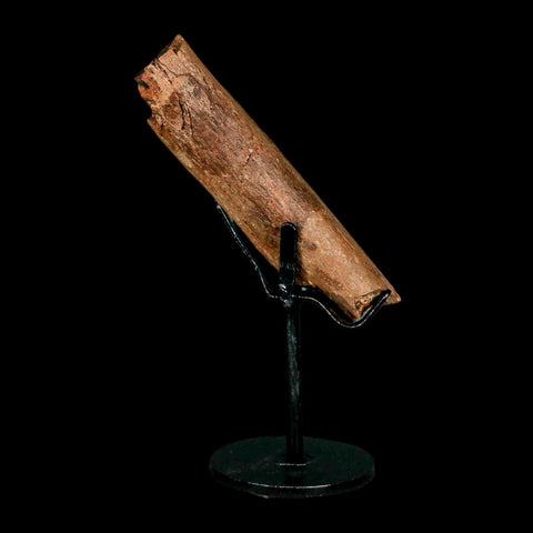 4.1" Dromaeosaurid Raptor Fossil Rib Bone Cretaceous Dinosaur Hell Creek MT COA - Fossil Age Minerals